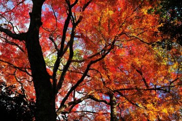 <p>When I looked up, the burning red of the brilliant maple leaves colored my face red, as well</p>