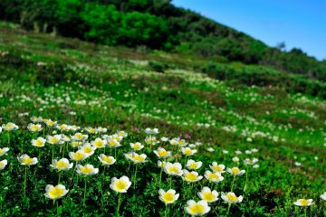 <p>In summer, Mt. Asahi will be filled with blossoming alpine plants such as Aleutian avens...this is surely a heavenly paradise!</p>