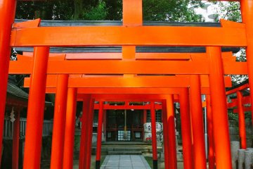 The rows of red painted torii gates, one of the shinto shrine symbols