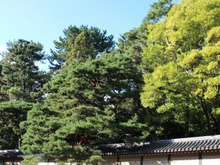 京都御苑の東側にある「大宮御所」と「仙洞御所」はとりわけ高樹齢の見事な植栽がみられる