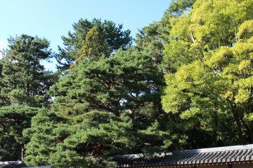 교토어원의 동쪽에 있는 "오미야 어소"와 "센토 어소"는 특히 고수령의 훌륭한 식재가 있다