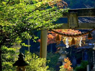 Sunlit maple leaves behind a stone torii