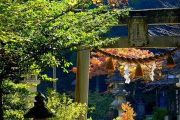 <p>Sunlit maple leaves behind a stone torii</p>