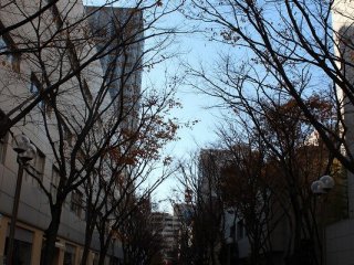 葉を散らした街路樹の通りは、冬のパリにとても似ている
