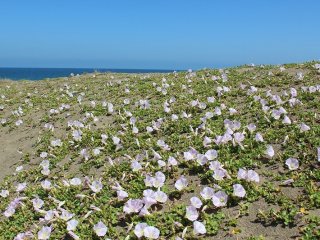 春の鷹巣海岸。浜辺にはハマヒルガオが咲き乱れる