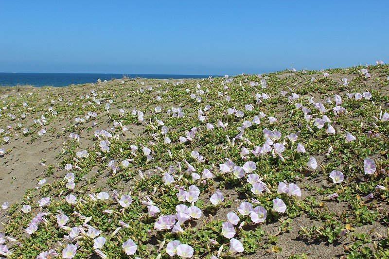 봄의 타카스해변. 해변에는 하마히루가 만발하다