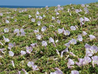 Takasu&nbsp;Beach is as long as 3 kilometers but the scurvy grass grows only in the area close to Nishibata-cho