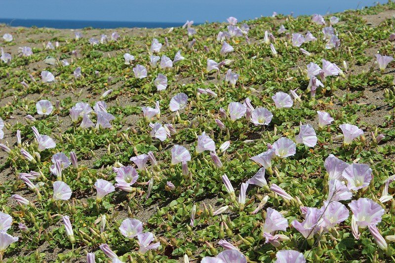 타카스 지구의 모래 사장은 대략 3킬로 정도이지만, 하마히루가오의 군생지는 니시하타쵸에서 해변으로 내려간 근처에 밖에 없다
