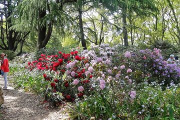 <p>ดอกโรโดเดนดรอน (Rhododendron) หรือดอกกุหลาบพันปี สวนพฤกษศาสตร์เมืองเกียวโต (Kyoto Botanical Garden)</p>