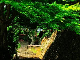 Greenery hangs over the path connecting one of the halls and the area where good luck Daruma dolls are offered