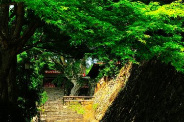 <p>Greenery hangs over the path connecting one of the halls and the area where good luck Daruma dolls are offered</p>