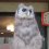 The Owls of Fukuro Sabo Cafe