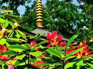 Foto ini diambil di depan pagoda saat kunjungan Mei ini. Warna merah dan pink dari Rhododendron muncul saat bunga ini mekar.