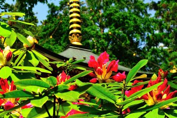<p>A picture taken in front of the&nbsp;two-storied pagoda during my visit in May. The reds and pinks of the&nbsp;Rhododendron come to life once reaching a full bloom&nbsp;</p>