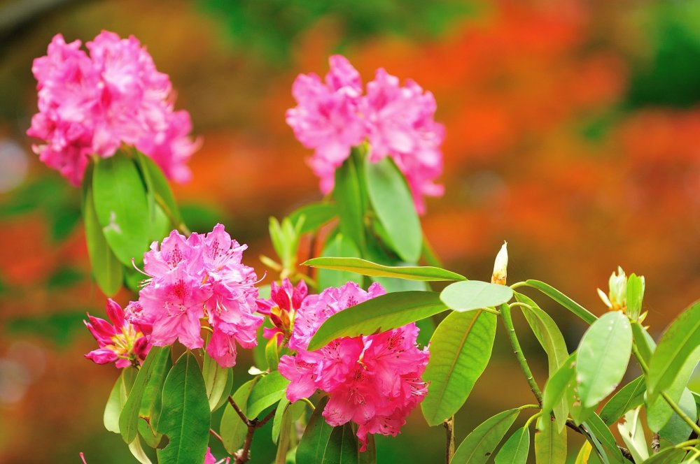Di Kuil Katsuo, setiap bunga rhododendron terlihat cantik.