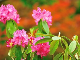 Di Kuil Katsuo, setiap bunga rhododendron terlihat cantik.