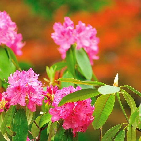 Blossoming Flowers of Daruma Temple
