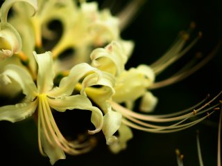 White spider lily: Albiflora