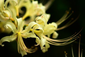 <p>White spider lily: Albiflora</p>