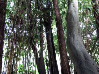 Tall trees and bamboo leaves made me feel as though I was lost in an ancient forest