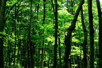 <p>Fresh verdure of Mt. Daisen&#39;s beech forests. In autumn, these green leaves turn gold</p>