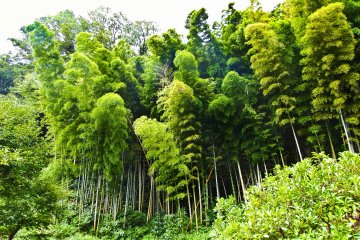 <p>Some bamboo trees along the start of the hiking course&nbsp;</p>