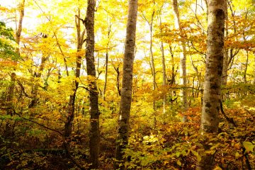 <p>Although it&#39;s dense, this beech forest doesn&#39;t look scrubby</p>