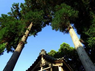 The main prayer hall, and tall trees reaching straight up to the blue sky