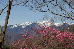 Cherry blossoms and the snow covered mountains of Oku-Nikko
