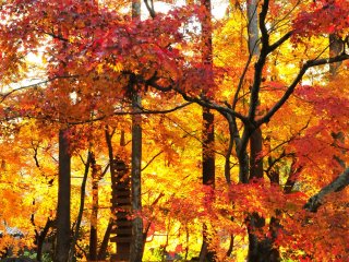 Sinar matahari bersinar diantara daun maple membuat daun terlihat seperti tranparan, sama seperti efek yang dibuat kaca warna