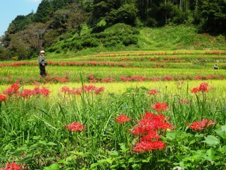 Người ta cho rằng sự xuất hiện của hoa cung nhân thảo đỏ báo hiệu thời gian thu hoạch được đang đến gần