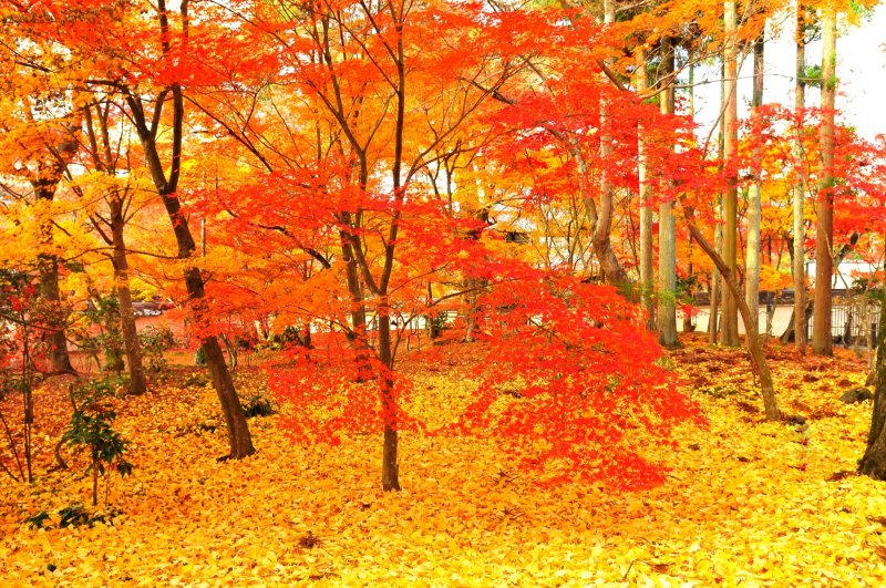 <p>The entire woods are in yellow and vermilion. It was hard to resist the temptation to sit down on this beautifully cushioned carpet</p>