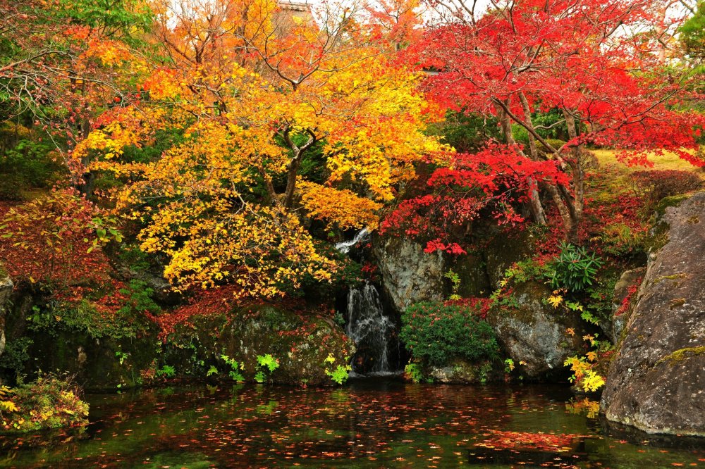 &#39;닛코덴&#39;과 그 앞에 있는 연못은 11월에만 대중에게 공개된다. 가을의 마지막 장식으로, 색으로 물든 잎들이 아름답게 바닥에 떨어져 있다.