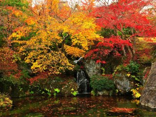 &#39;닛코덴&#39;과 그 앞에 있는 연못은 11월에만 대중에게 공개된다. 가을의 마지막 장식으로, 색으로 물든 잎들이 아름답게 바닥에 떨어져 있다.