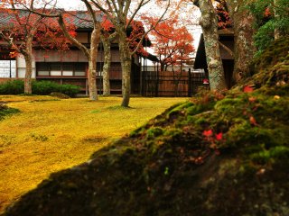 일본 녹차의 특별한 맛에 더해지는 멋진 이끼 정원의 풍경