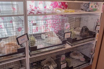<p>There is a wide range of breeds of bunnies available. Each rabbit is named. You can select your favorite to play with for an additional fee.</p>