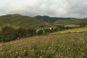 <p>ดอกคอสมอสสีสันสดใสบนภูเขาอะโสะ (Aso)</p>
