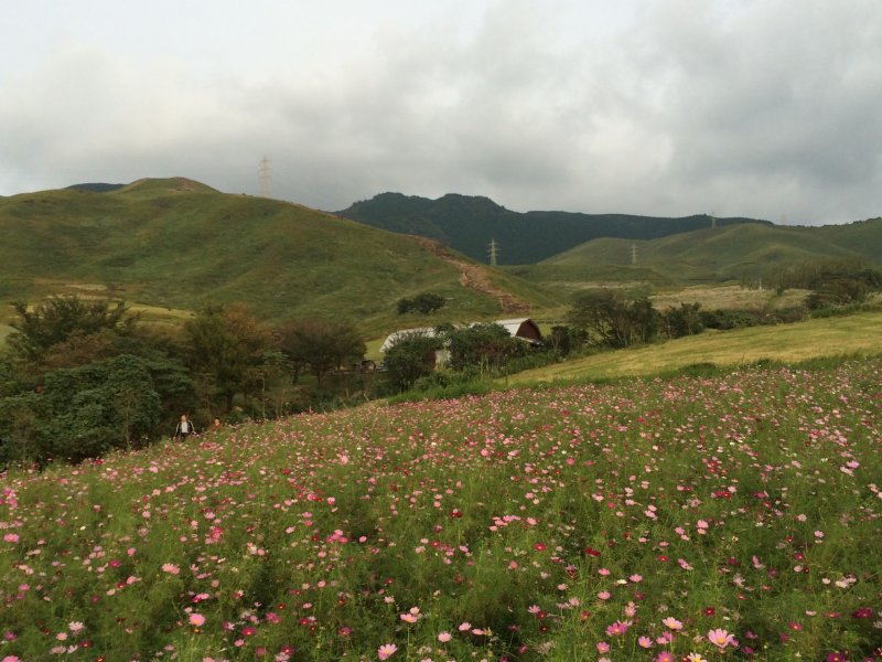 <p>ดอกคอสมอสสีสันสดใสบนภูเขาอะโสะ (Aso)</p>