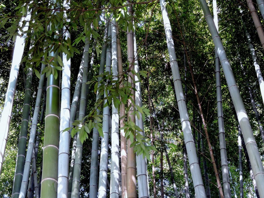泰澄寺は、鬱蒼と茂る竹林の中にある