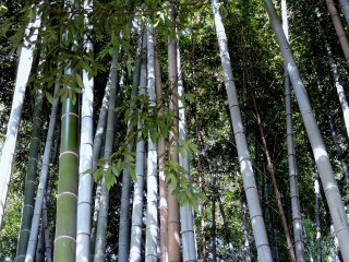 Taicho-ji Temple is surrounded by a grove of tall bamboo