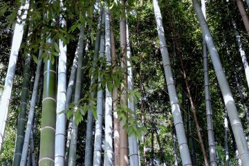 <p>Taicho-ji Temple is surrounded by a grove of tall bamboo</p>