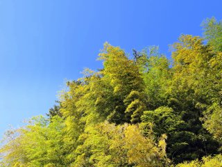 푸른 하늘 아래 노랑과 초록의 대나무 잎들