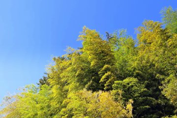 <p>Yellow and green bamboo leaves under the blue sky</p>