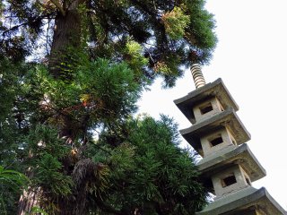 天高く聳える杉の木と背比べする石塔