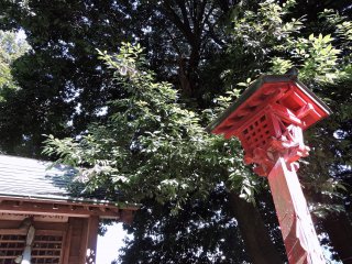 Đèn lồng đỏ bằng gỗ đứng ở lối vào của ngôi đền Cáo nhỏ 