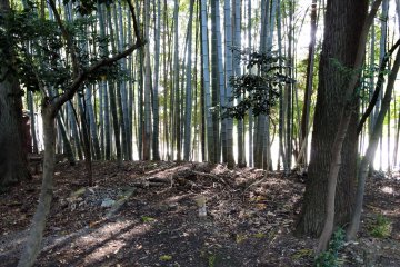<p>Look around and you&#39;ll find yourself in a deep bamboo grove</p>