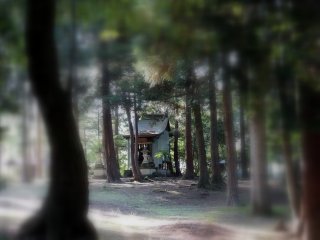 Looking at the small Hakusan Shrine through cedar trees