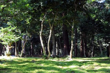 <p>Taicho-ji Temple is in deep woods</p>