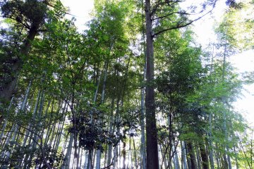 <p>Taicho-ji Temple is in the woods full of tall trees</p>