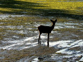 A deer was wandering on the sand and nibbling at seaweed before the water covered it
